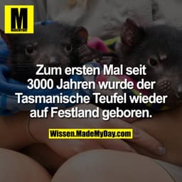 Zum ersten Mal seit 3000 Jahren wurde der Tasmanische Teufel wieder auf Festland geboren.