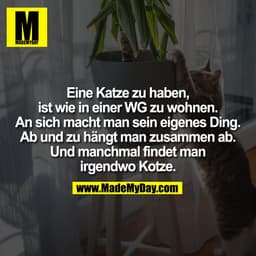 Eine Katze zu haben,
ist wie in einer WG zu wohnen.
An sich macht man sein eigenes Ding.
Ab und zu hängt man zusammen ab