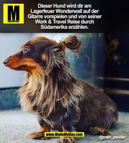 Dieser Hund wird dir am
Lagerfeuer Wonderwall auf der
Gitarre vorspielen und von seiner
Work & Travel Reise durch
Südame