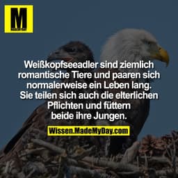 Weißkopfseeadler sind ziemlich romantische Tiere und paaren sich normalerweise ein Leben lang. Sie teilen sich auch die 
