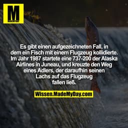 Es gibt einen aufgezeichneten Fall, in dem ein Fisch mit einem Flugzeug kollidierte. Im Jahr 1987 startete eine 737-200 