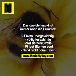 Das coolste Insekt ist
immer noch die Hummel:

- Etwas übergewichtig
- völlig kurzsichtig
- Will keinen Stress
- Findet 