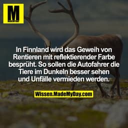 In Finnland wird das Geweih von Rentieren mit reflektierender Farbe besprüht. So sollen die Autofahrer die Tiere im Dunk