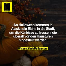 An Halloween kommen in Alaska die Elche in die Stadt, um die Kürbisse zu fressen, die überall vor den Haustüren hingeste