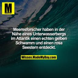 Meeresforscher haben in der Nähe eines Unterwasserbergs im Atlantik einen echten gelben Schwamm und einen rosa Seestern 