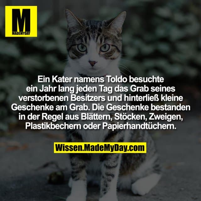 Ein Kater namens Toldo besuchte ein Jahr lang jeden Tag das Grab seines verstorbenen Besitzers und hinterließ kleine Geschenke am Grab. Die Geschenke bestanden in der Regel aus Blättern, Stöcken, Zweigen, Plastikbechern oder Papierhandtüchern. - Inspiration, Zitate & Sprüche | MadeMyDay | Jetzt entdecken & teilen Ein Kater namens Toldo besuchte ein Jahr lang jeden Tag das Grab seines verstorbenen Besitzers und hinterließ kleine Geschenke am Grab. Die Geschenke bestanden in der Regel aus Blättern, Stöcken, Zweigen, Plastikbechern oder Papierhandtüchern. - Inspirierendes Zitat mit Bild