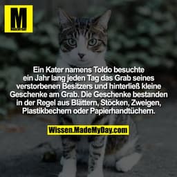 Ein Kater namens Toldo besuchte ein Jahr lang jeden Tag das Grab seines verstorbenen Besitzers und hinterließ kleine Ges