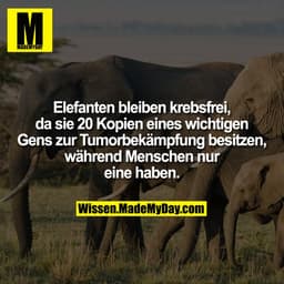 Elefanten bleiben krebsfrei, da sie 20 Kopien eines wichtigen Gens zur Tumorbekämpfung besitzen, während Menschen nur ei