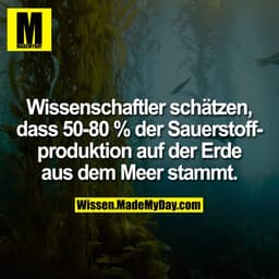 Wissenschaftler schätzen, dass 50-80 % der Sauerstoffproduktion auf der Erde aus dem Meer stammt.