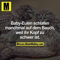 Baby-Eulen schlafen manchmal auf dem Bauch, weil ihr Kopf zu schwer ist.