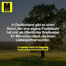 In Deutschland gibt es einen Baum, der eine eigene Postleitzahl hat und als öffentlicher Briefkasten für Menschen dient,