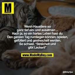 Wenn Haustiere so
ganz tief ein- und ausatmen ...
Hach ja, so ein hartes Leben hast du.
Den ganzen Tag rumliegen können,
