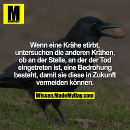 Wenn eine Krähe stirbt, untersuchen die anderen Krähen, ob an der Stelle, an der der Tod eingetreten ist, eine Bedrohung
