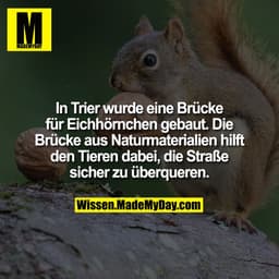 In Trier wurde eine Brücke für Eichhörnchen gebaut. Die Brücke aus Naturmaterial hilft den Tieren dabei, die Straße sich