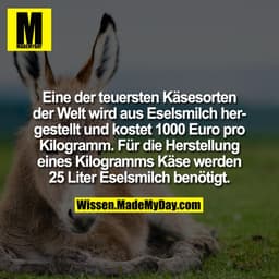 Eine der teuersten Käsesorten der Welt wird aus Eselsmilch hergestellt und kostet 1000 Euro pro Kilogramm. Für die Herst