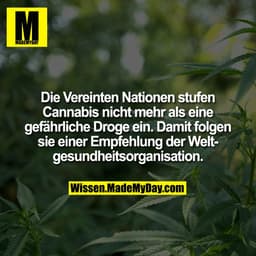 Die Vereinten Nationen stufen Cannabis nicht mehr als eine gefährliche Droge ein. Damit folgen sie einer Empfehlung der 