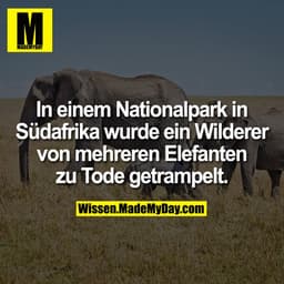 In einem Nationalpark in Südafrika wurde ein Wilderer von mehreren Elefanten zu Tode getrampelt.