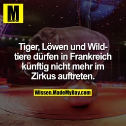 Tiger, Löwen und Wildtiere dürfen in Frankreich künftig nicht mehr im Zirkus auftreten.