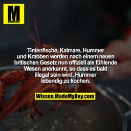 Tintenfische, Kalmare, Hummer und Krabben werden nach einem neuen britischen Gesetz nun offiziell als fühlende Wesen ane