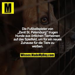 Die Fußballspieler von „Zenit St. Petersburg“ trugen Hunde aus örtlichen Tierheimen auf das Spielfeld, um für ein neues 