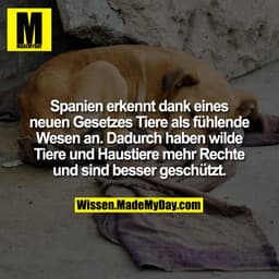 Spanien erkennt dank eines neuen Gesetzes Tiere als fühlende Wesen an. Dadurch haben wilde Tiere und Haustiere mehr Rech