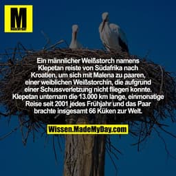 Ein männlicher Weißstorch namens Klepetan reiste von Südafrika nach Kroatien, um sich mit Malena zu paaren, einer weibli