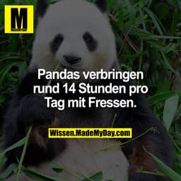 Pandas verbringen rund 14 Stunden pro Tag mit Fressen.