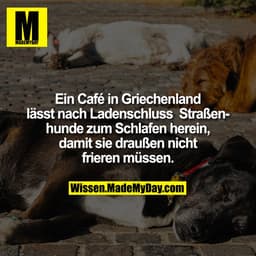 Ein Café in Griechenland lässt nach Ladenschluss Straßenhunde zum Schlafen herein, damit sie draußen nicht frieren müsse
