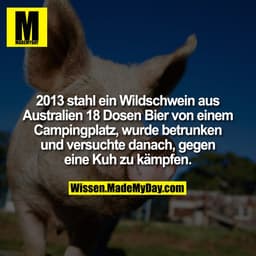 2013 stahl ein Wildschwein aus Australien 18 Dosen Bier von einem Campingplatz, wurde betrunken und versuchte danach, ge
