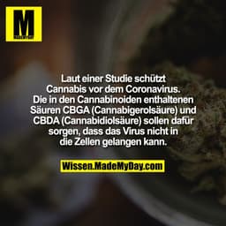 Laut einer Studie schützt Cannabis vor dem Coronavirus. Die in den Cannabinoiden enthaltenen Säuren CBGA (Cannabigerolsä