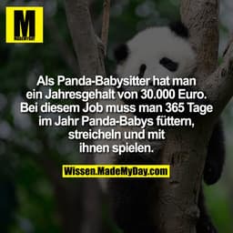 Als Panda-Babysitter hat man ein Jahresgehalt von 30.000 Euro. Bei diesem Job muss man 365 Tage im Jahr Panda-Babys fütt