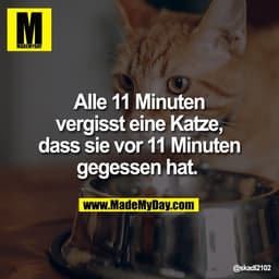 Alle 11 Minuten
vergisst eine Katze,
dass sie vor 11 Minuten
gegessen hat.