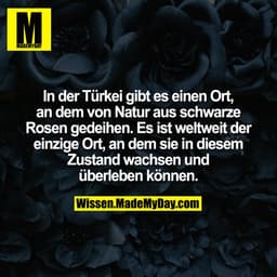 In der Türkei gibt es einen Ort, an dem von Natur aus schwarze Rosen gedeihen. Es ist weltweit der einzige Ort, an dem s