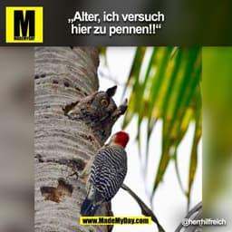 „Alter, ich versuch
hier zu pennen!!“
@herrhilfreich
(BILD)