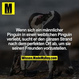 Wenn sich ein männlicher Pinguin in einen weiblichen Pinguin verliebt, sucht er den ganzen Strand nach dem perfekten Ort