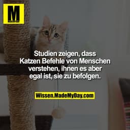 Studien zeigen, dass Katzen Befehle von Menschen verstehen, ihnen es aber egal ist, sie zu befolgen.