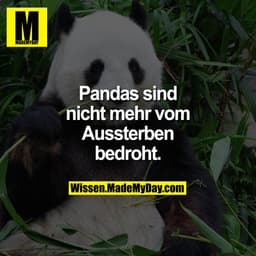 Pandas sind nicht mehr vom Aussterben bedroht.