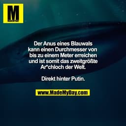 Der Anus eines Blauwals
kann einen Durchmesser von 
bis zu einem Meter erreichen
und ist somit das zweitgrößte
Ar*chloch