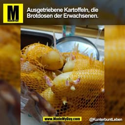 Ausgetriebene Kartoffeln, die
Brotdosen der Erwachsenen.
@KunterbuntLeben
(BILD)