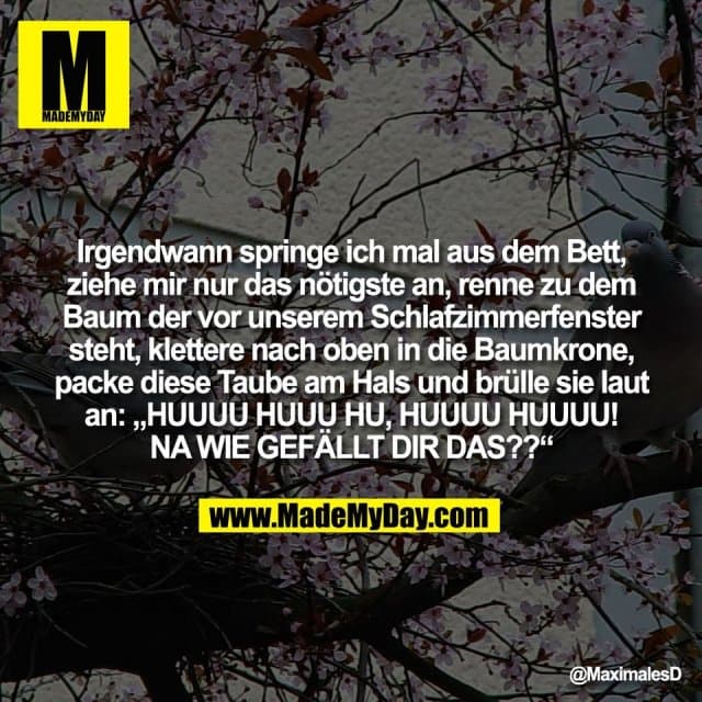 Irgendwann springe ich mal aus dem Bett,
ziehe mir nur das nötigste an, renne zu dem
Baum der vor unserem Schlafzimmerfenster
steht, klettere nach oben in die Baumkrone,
packe diese Taube am Hals und brülle sie laut
an: „HUUUU HUUU HU, HUUUU HUUUU!
NA WIE GEFÄLLT DIR DAS??“ - Inspiration, Zitate & Sprüche | MadeMyDay | Jetzt entdecken & teilen Irgendwann springe ich mal aus dem Bett,
ziehe mir nur das nötigste an, renne zu dem
Baum der vor unserem Schlafzimmerfenster
steht, klettere nach oben in die Baumkrone,
packe diese Taube am Hals und brülle sie laut
an: „HUUUU HUUU HU, HUUUU HUUUU!
NA WIE GEFÄLLT DIR DAS??“ - Inspirierendes Zitat mit Bild