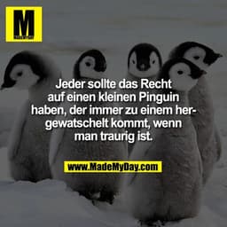 Jeder sollte das Recht
auf einen kleinen Pinguin
haben, der immer zu einem her-
gewatschelt kommt, wenn
man traurig ist.