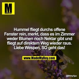 Hummel fliegt durchs offene
Fenster rein, merkt, dass es im Zimmer
weder Blumen noch Nektar gibt und
fliegt auf direktem