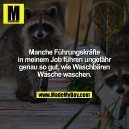 Manche Führungskräfte
in meinem Job führen ungefähr
genau so gut, wie Waschbären
Wäsche waschen.