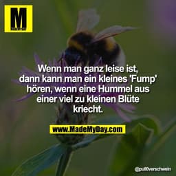 Wenn man ganz leise ist,
dann kann man ein kleines 'Fump'
hören, wenn eine Hummel aus
einer viel zu kleinen Blüte
kriech