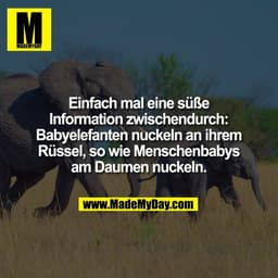 Einfach mal eine süße
Information zwischendurch:
Babyelefanten nuckeln an ihrem
Rüssel, so wie Menschenbabys
am Daumen n