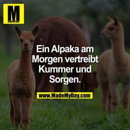 Ein Alpaka am
Morgen vertreibt
Kummer und
Sorgen.