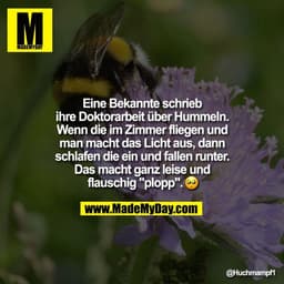 Eine Bekannte schrieb
ihre Doktorarbeit über Hummeln.
Wenn die im Zimmer fliegen und
man macht das Licht aus, dann
schla