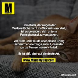 Dem Kater, der wegen der
Wellensittiche nicht ins Wohnzimmer darf,
ist es gelungen, sich unterm
Fernsehsessel zu verstec