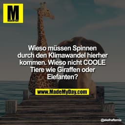 Wieso müssen Spinnen
durch den Klimawandel hierher
kommen. Wieso nicht COOLE
Tiere wie Giraffen oder
Elefanten?