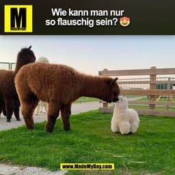 Wie kann man nur
so flauschig sein? 😍
(BILD)